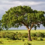 Fig trees may benefit climate by turning carbon dioxide into stone