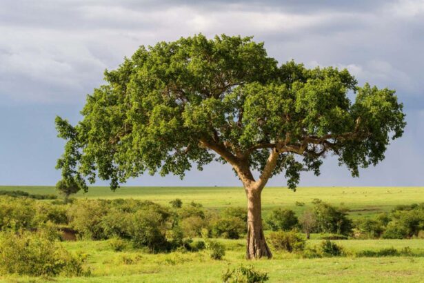Fig trees may benefit climate by turning carbon dioxide into stone