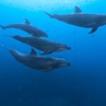 For Dolphins, Echolocation May Be More Like ‘Touching’ Than ‘Seeing’