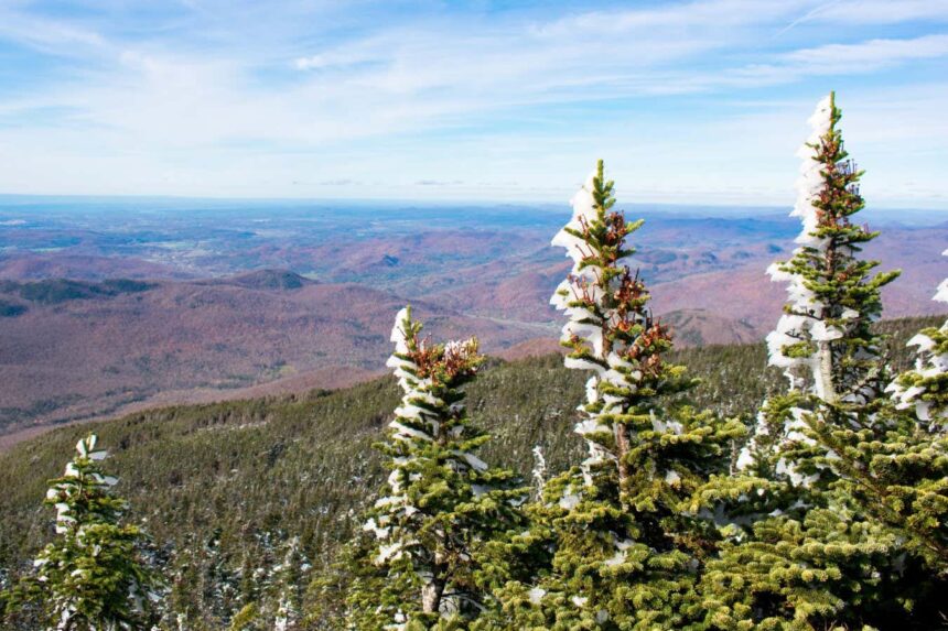 Forests’ vanishing snow is also bad news for carbon storage