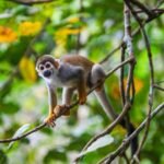 Forests with robust animal populations store four times as much carbon