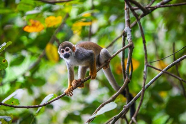 Forests with robust animal populations store four times as much carbon