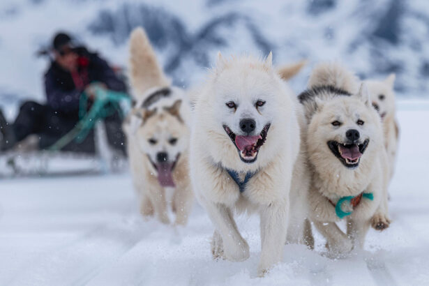 Greenland sled dog DNA is a window into the Arctic’s archaeological past