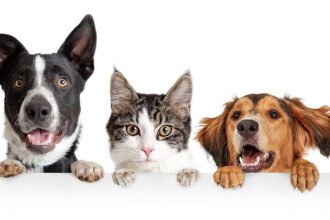 Guest Idea: 12 High-Impact Changes To Reduce Your Pet’s Carbon Footprint