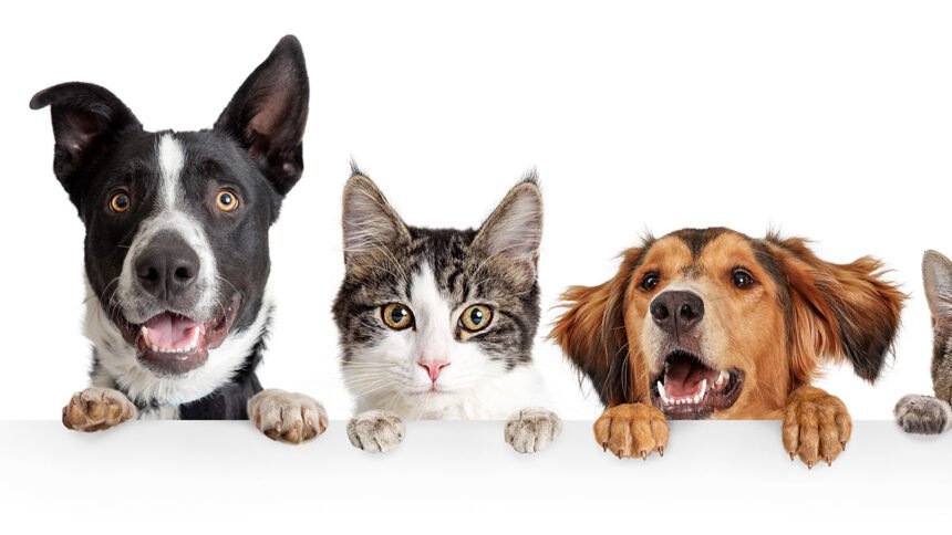 Guest Idea: 12 High-Impact Changes To Reduce Your Pet’s Carbon Footprint
