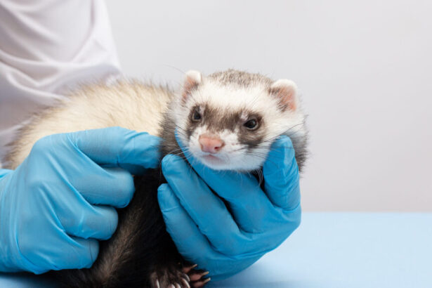 H5N1 bird flu hasn’t been as deadly as feared. Study offers theory why