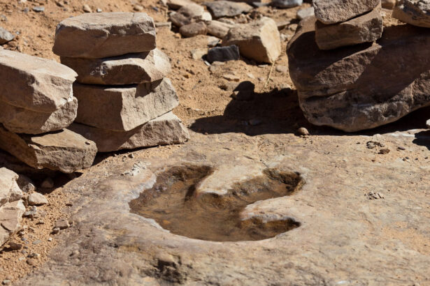 How fast did dinosaurs really go? Birds walking in mud provide new clues