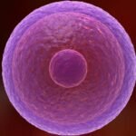 How human eggs stay fresh for decades