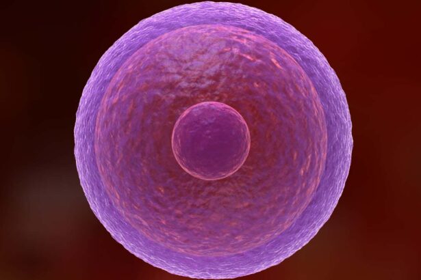 How human eggs stay fresh for decades