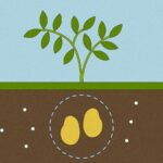 How plants could help us detect, and even destroy, dangerous ‘forever chemicals’ – Grist