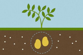 How plants could help us detect, and even destroy, dangerous ‘forever chemicals’ – Grist