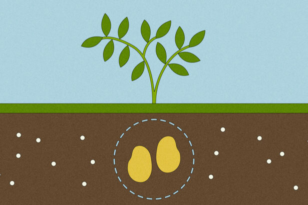 How plants could help us detect, and even destroy, dangerous ‘forever chemicals’ – Grist