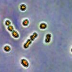 Human milk could help fight infections that endanger pregnancies