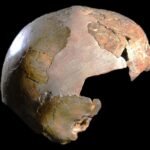 ‘Hybrid’ skull may have been a child of Neanderthal and Homo sapiens