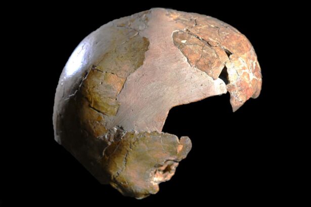 ‘Hybrid’ skull may have been a child of Neanderthal and Homo sapiens