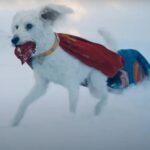 Krypto the Superdog Trend Sparks 500% Spike in Dog Adoptions