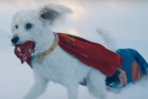 Krypto the Superdog Trend Sparks 500% Spike in Dog Adoptions