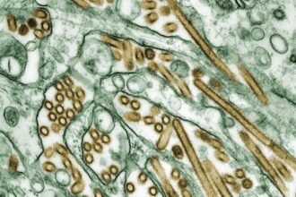 Immunity to seasonal flu protects against severe illness from bird flu in ferrets, research reveals