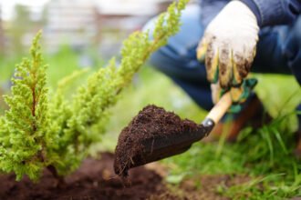 Is an Everyday Garden Trick a Key to Carbon Capture?