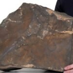 Largest Mars Rock on Earth Could Sell For US Million : ScienceAlert