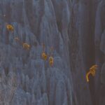 Leaping Lemurs! Global Nature Abounds in the 2025 BigPicture Competition — Colossal