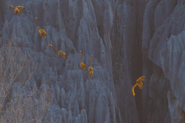 Leaping Lemurs! Global Nature Abounds in the 2025 BigPicture Competition — Colossal