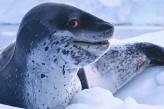 Leopard Seal Mating Songs Are Eerily Like Our Nursery Rhymes : ScienceAlert