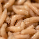 Maggots may have been on the Neandertal menu