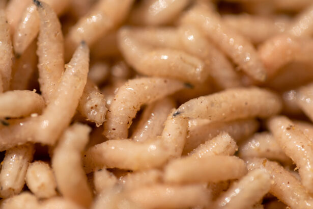 Maggots may have been on the Neandertal menu
