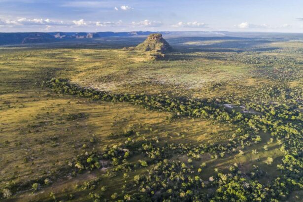 Major carbon sink may have vanished for a second year in a row