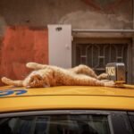 Marcel Heijnen Captures Loving Portraits of Feisty, Feral Felines in ‘City Cats of Istanbul’ — Colossal