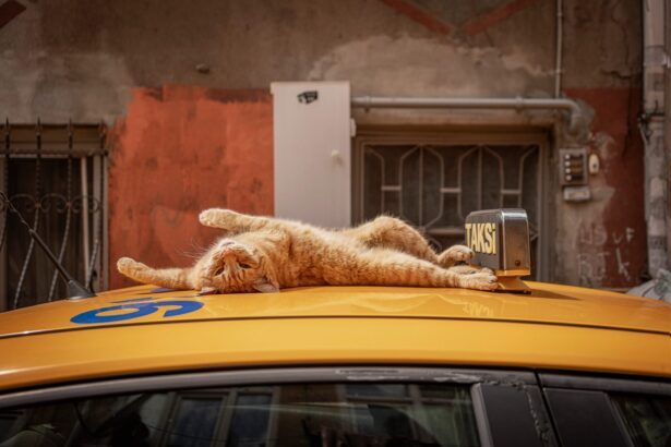 Marcel Heijnen Captures Loving Portraits of Feisty, Feral Felines in ‘City Cats of Istanbul’ — Colossal