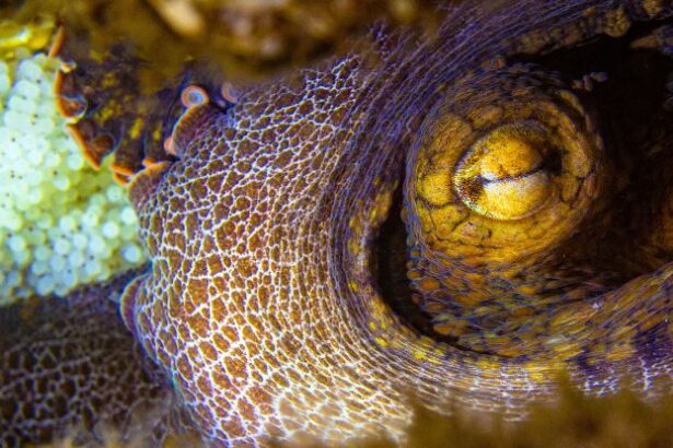 Microbe ‘Flavors’ Tell Octopuses Which Babies Deserve Their Care : ScienceAlert