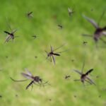 Mosquito-Borne Infections Are On The Rise. Here’s How To Bite Back