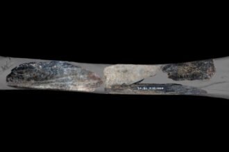 Neanderthal ‘Swiss Army Knife’ Discovered in Belgian Cave : ScienceAlert