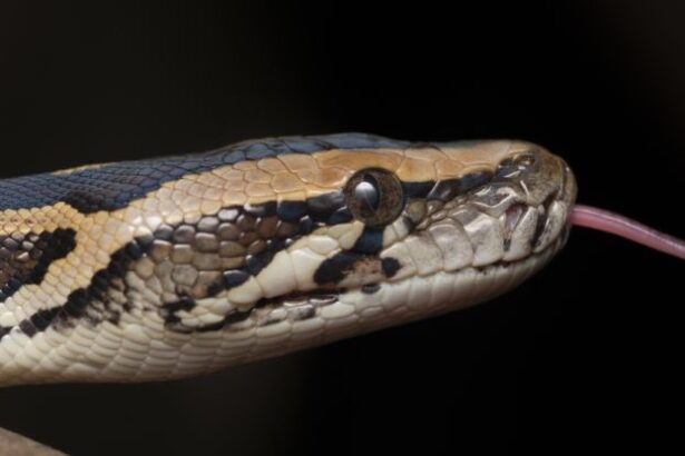 New Cell Discovered in Pythons Allows Them to Completely Digest Bones : ScienceAlert