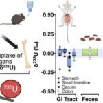 New biomarker may signal that uranium in drinking water accumulates in and damages kidneys