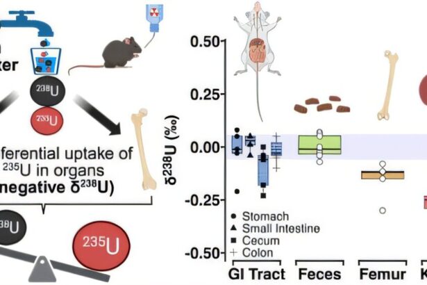 New biomarker may signal that uranium in drinking water accumulates in and damages kidneys
