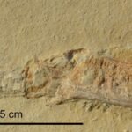 Numerous Fossils Reveal Jurassic Fish Killed in Same, Bizarre Way : ScienceAlert