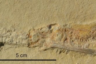 Numerous Fossils Reveal Jurassic Fish Killed in Same, Bizarre Way : ScienceAlert