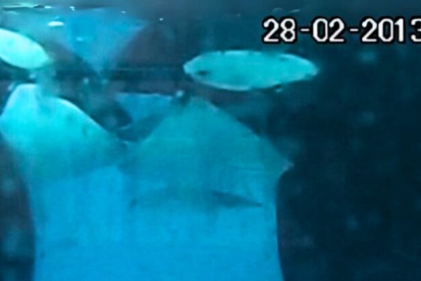 Orcas Caught ‘Kissing’ For Two Minutes With Tongue : ScienceAlert