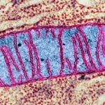 Our brain’s mitochondria may play a crucial role in the onset of sleep