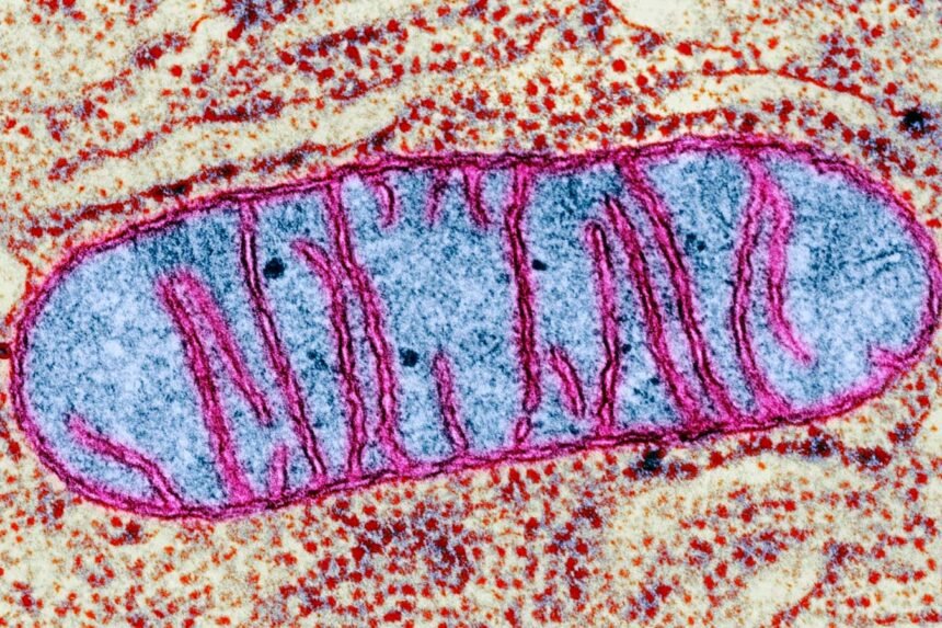 Our brain’s mitochondria may play a crucial role in the onset of sleep