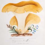 ‘Outcasts’ Highlights the Scientific Contributions of Trailblazing Artist and Naturalist Mary Banning — Colossal