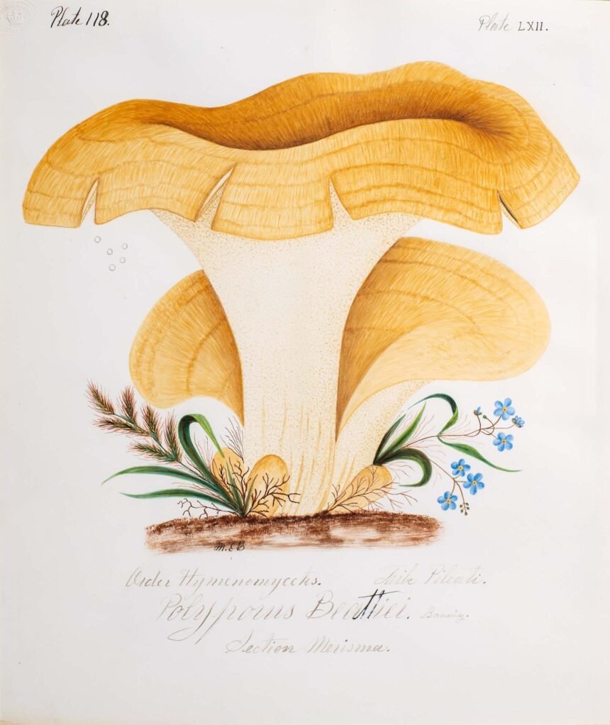 ‘Outcasts’ Highlights the Scientific Contributions of Trailblazing Artist and Naturalist Mary Banning — Colossal