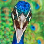 Peacocks Have Lasers In Their Tails : ScienceAlert