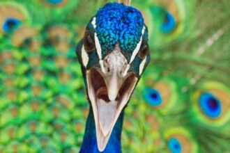 Peacocks Have Lasers In Their Tails : ScienceAlert