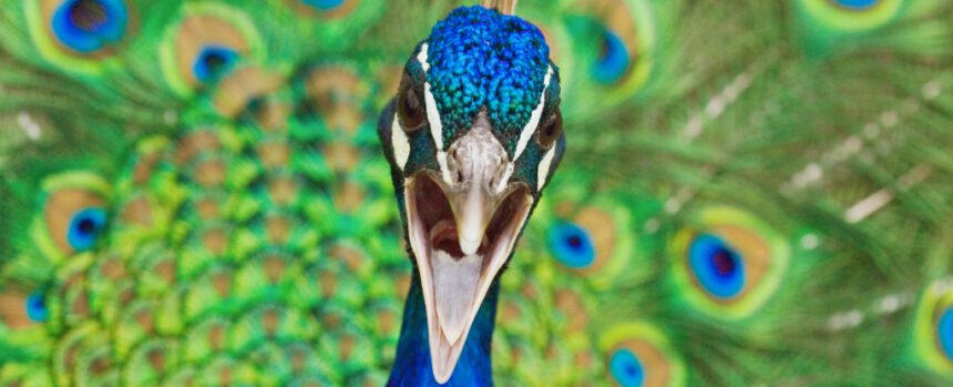 Peacocks Have Lasers In Their Tails : ScienceAlert Peacocks Have Lasers In Their Tails : ScienceAlert