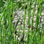 Peculiar plant could help us reconstruct ancient Earth’s climate