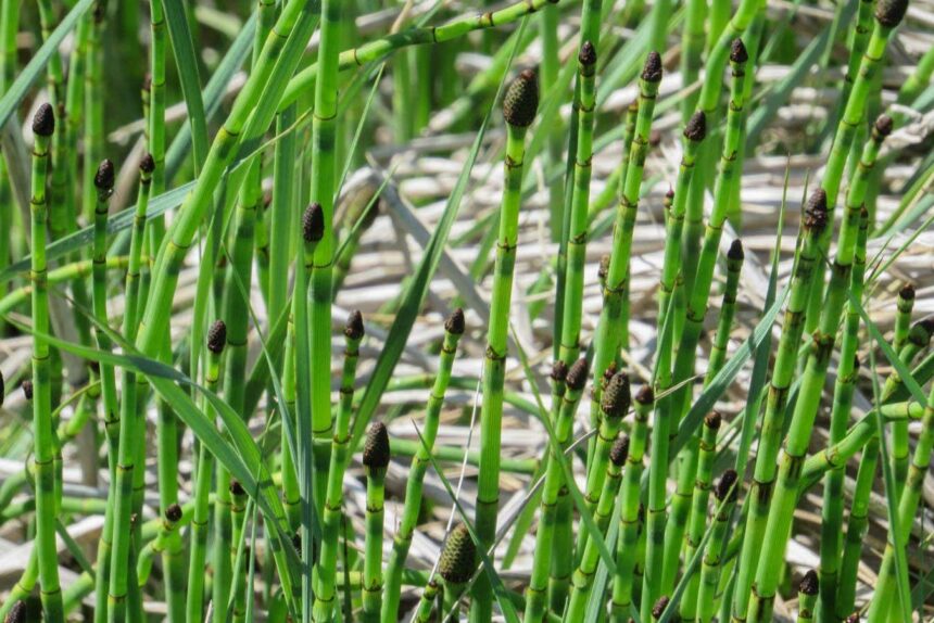 Peculiar plant could help us reconstruct ancient Earth’s climate